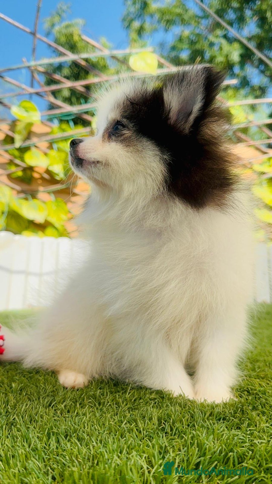 Pomerania perros en venta: POMERANIA HEMBRA ENVIOS A TODA ESPAÑA - Imagen 20