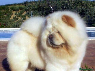 Chow Chow perros Chow chow peluditos bebes preciosos cachorros - Anuncio 2