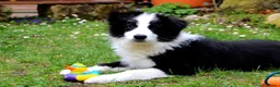 Border Collie perros en venta: border collie  en La Coruña - Anuncio 2