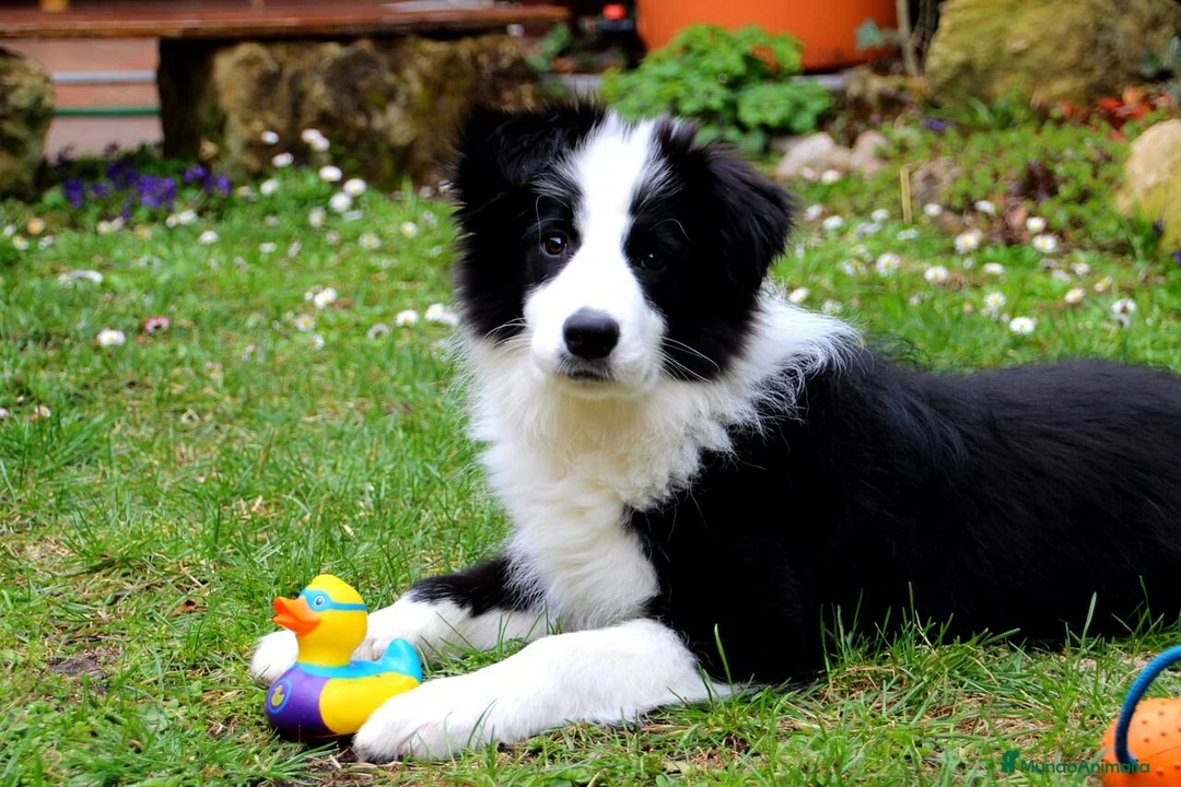Border Collie perros en venta: border collie  en La Coruña - Anuncio 2