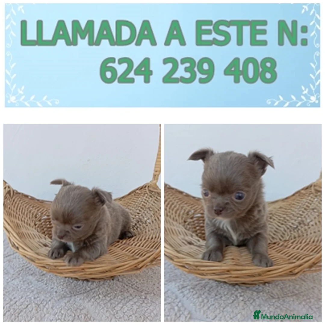 Chihuahua perros en venta: chihuahua linea rusa muy chato y toy  - Anuncio 3