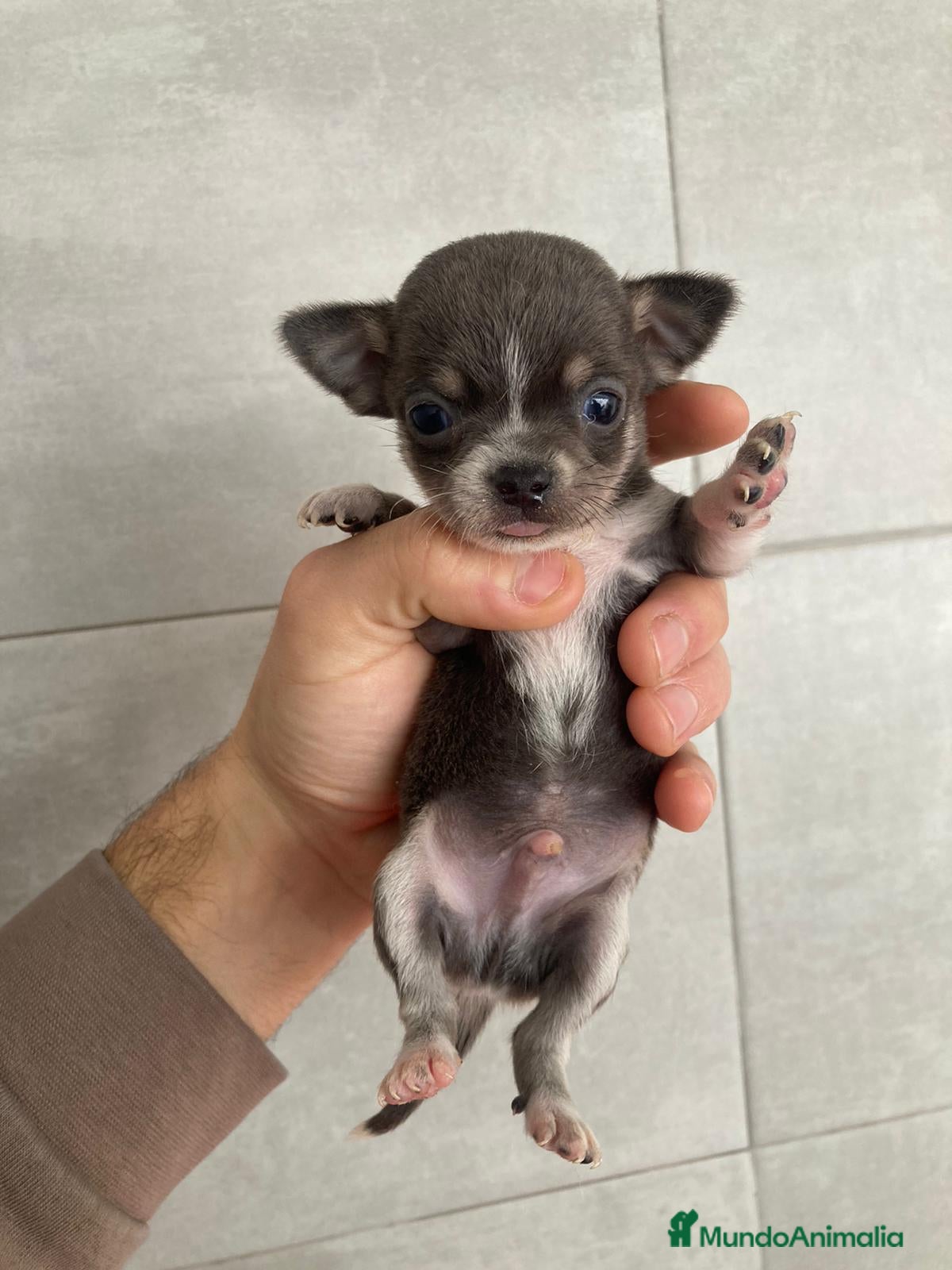 Chihuahua perros Chihuahua macho toy - Anuncio 2