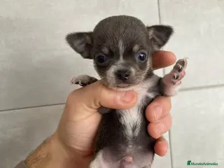 Chihuahua perros Chihuahua macho toy - Anuncio 2
