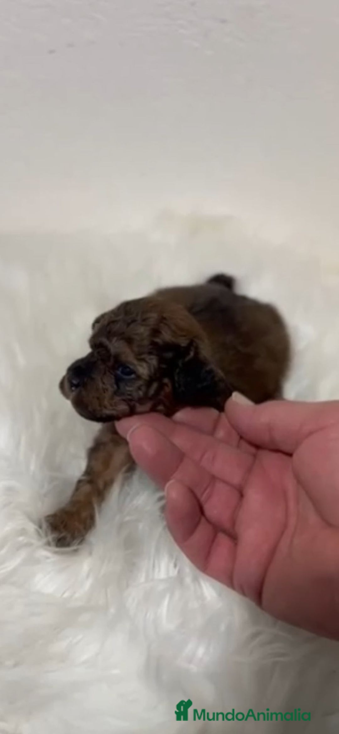 Caniche Toy perros en venta: CANICHE CHOCOLATE PHANTOM - Anuncio 1