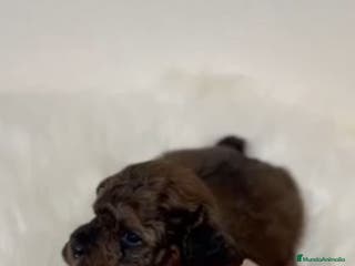 Caniche Toy perros en venta: CANICHE CHOCOLATE PHANTOM - Anuncio 4