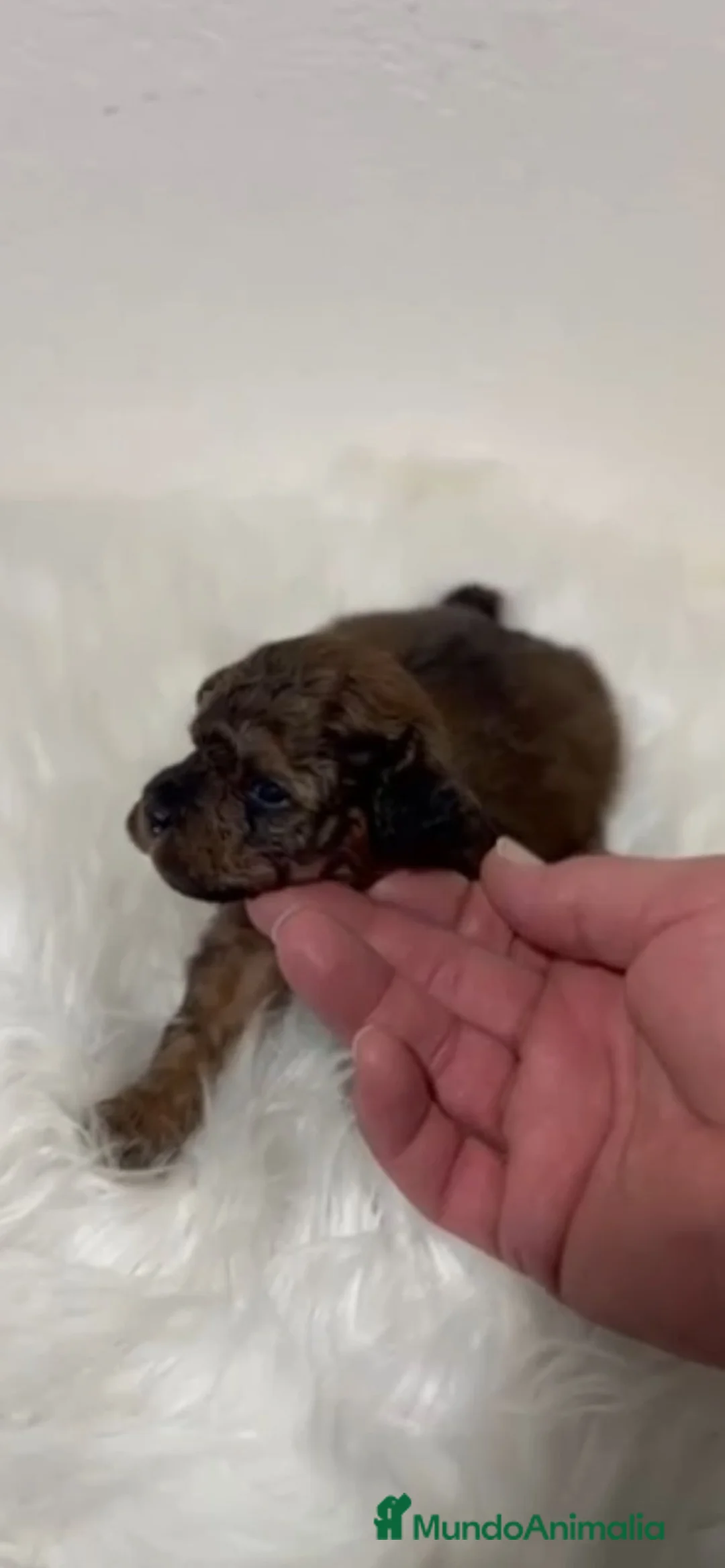 Caniche Toy perros en venta: CANICHE CHOCOLATE PHANTOM - Anuncio 1