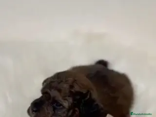 Caniche Toy perros CANICHE CHOCOLATE PHANTOM - Anuncio 13