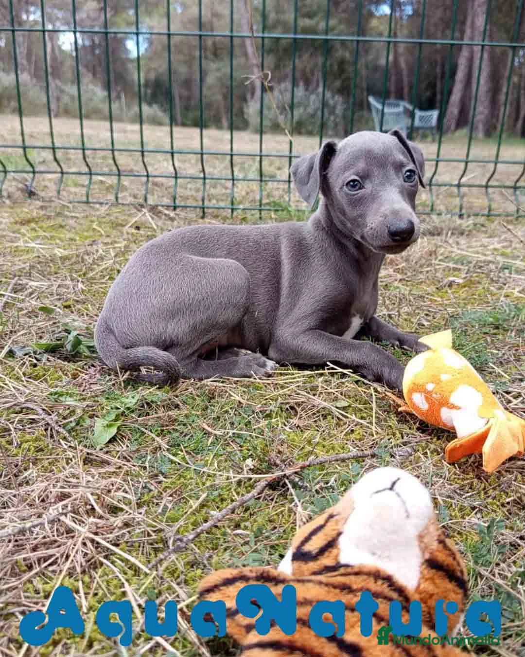 Pequeño Lebrel Italiano perros en venta:  Lebrel Italiano Hembra 1 de AB y Omega AQUANATURA - Anuncio 4