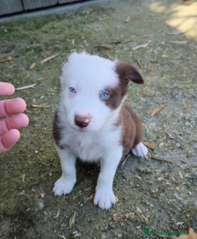 Border Collie perros Cachorros border collie chocolate ojos azules - Anuncio 16