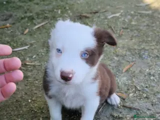 Border Collie perros Cachorros border collie chocolate ojos azules - Anuncio 16