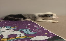 Border Collie perros en venta: Border collie  - Imagen 14