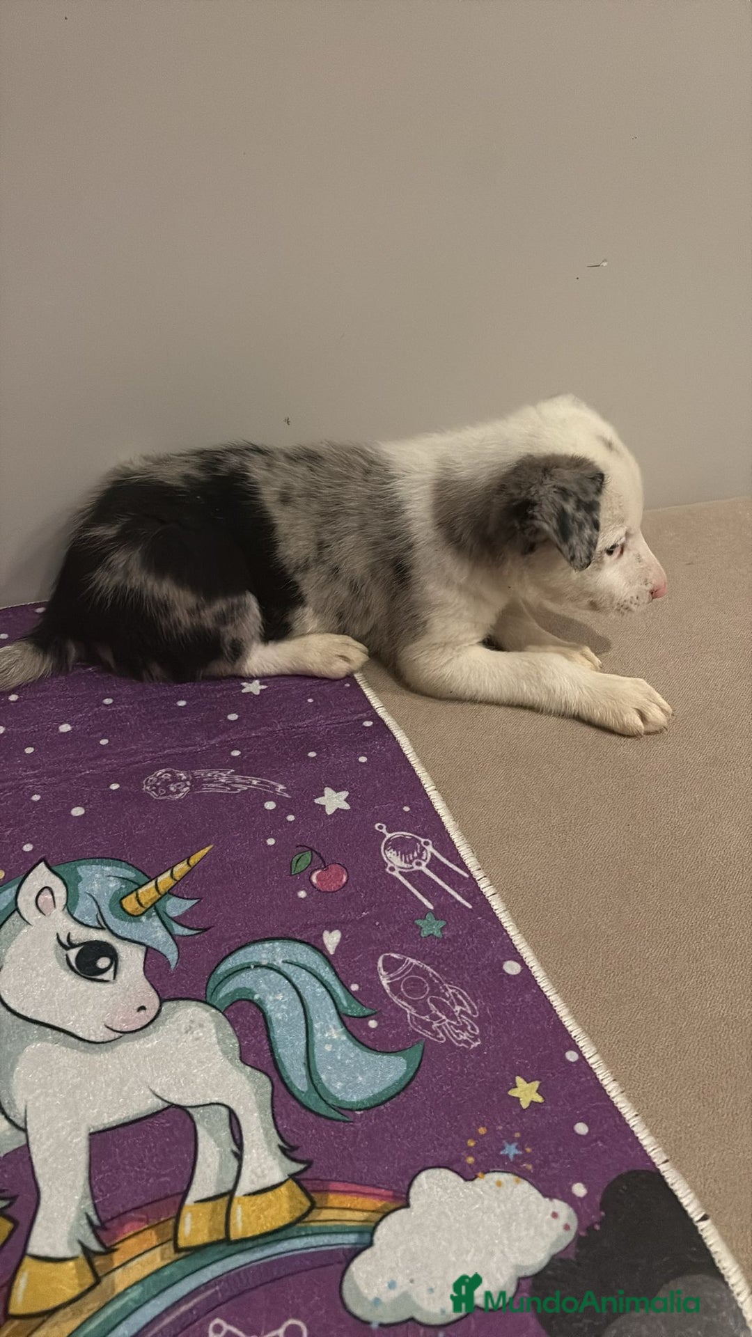 Border Collie perros en venta: Border collie  - Imagen 14