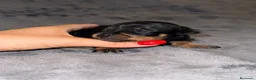 Pinscher Miniatura perros en venta: Pinscher miniatura - Anuncio 40
