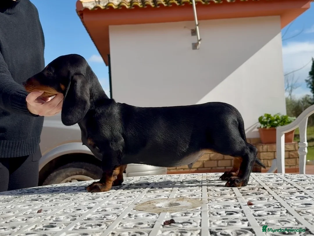 Teckel perros en venta: Cachorro macho teckel standard - Anuncio 3