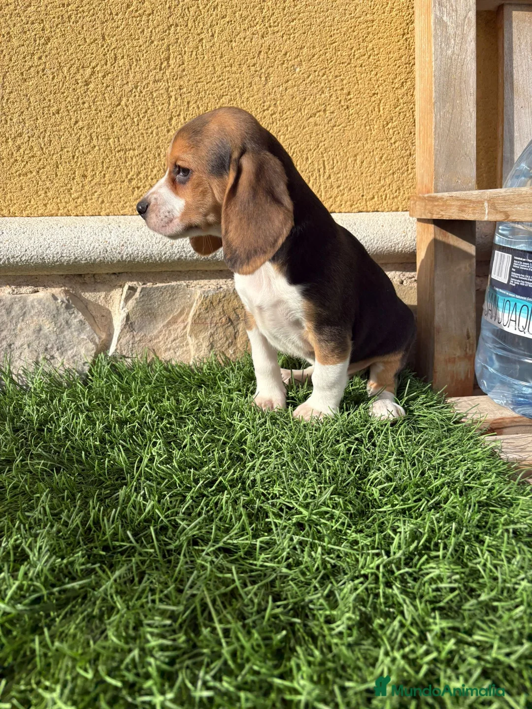 Beagle perros en venta: Cachorro macho de Beagle  - Anuncio 14