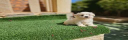 Bichón Maltés perros en venta: Bichón linea coreana  - Anuncio 3