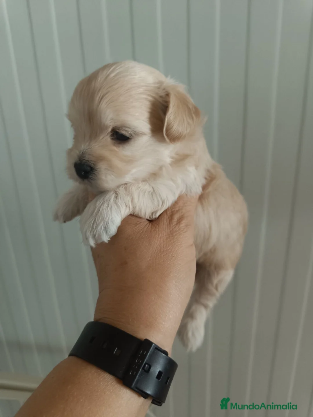 Maltipoo perros en venta: Maltipoo  - Anuncio 5