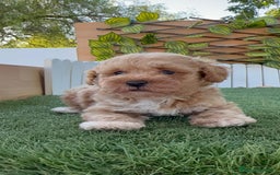 Caniche Toy perros en venta: CANICHE TOY MACHO - Imagen 1