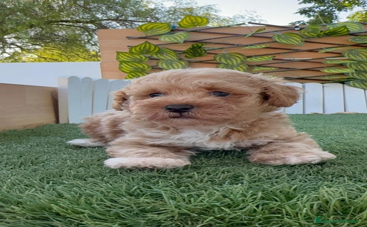 Caniche Toy perros - Anuncio 3