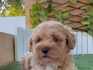 Caniche Toy perros - Anuncio 6