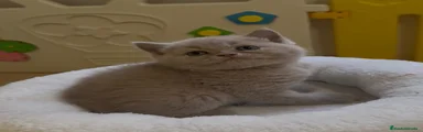 Sila de Merlinblue 