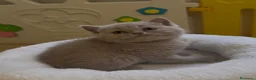 Británico de Pelo Corto Azul gatos en venta: Exclusivos gatitos British Shorthair Blue y Lilac  - Anuncio 9