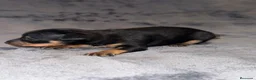 Pinscher Miniatura perros en venta: Pinscher miniatura - Anuncio 20