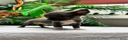 Chihuahua perros en venta: 🐾 CHIHUAHUA BLUE 🐾   - Anuncio 8