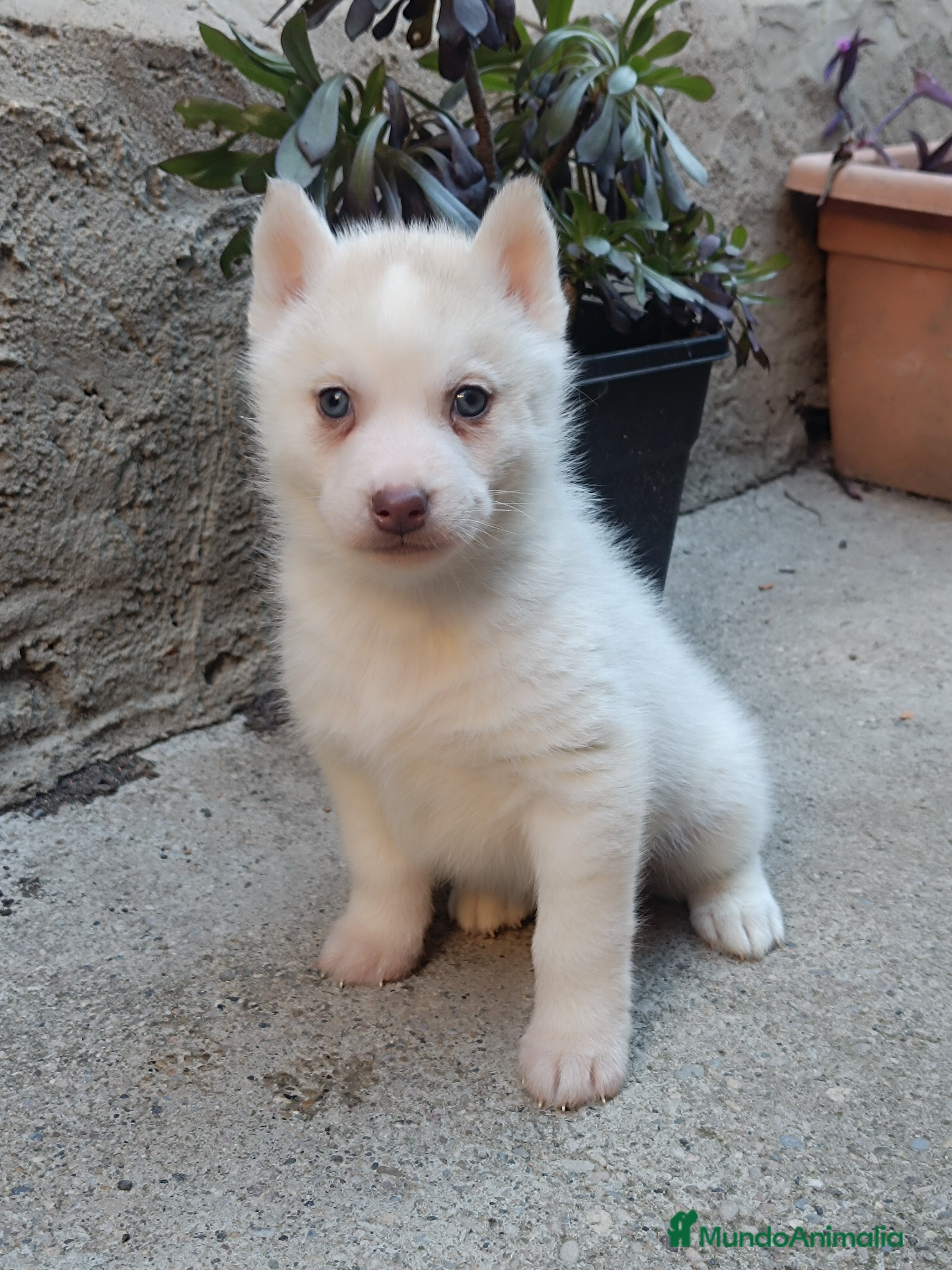 Husky Siberiano perros Camada husky siberiano  - Anuncio 25