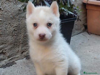 Husky Siberiano perros Camada husky siberiano - Anuncio 25