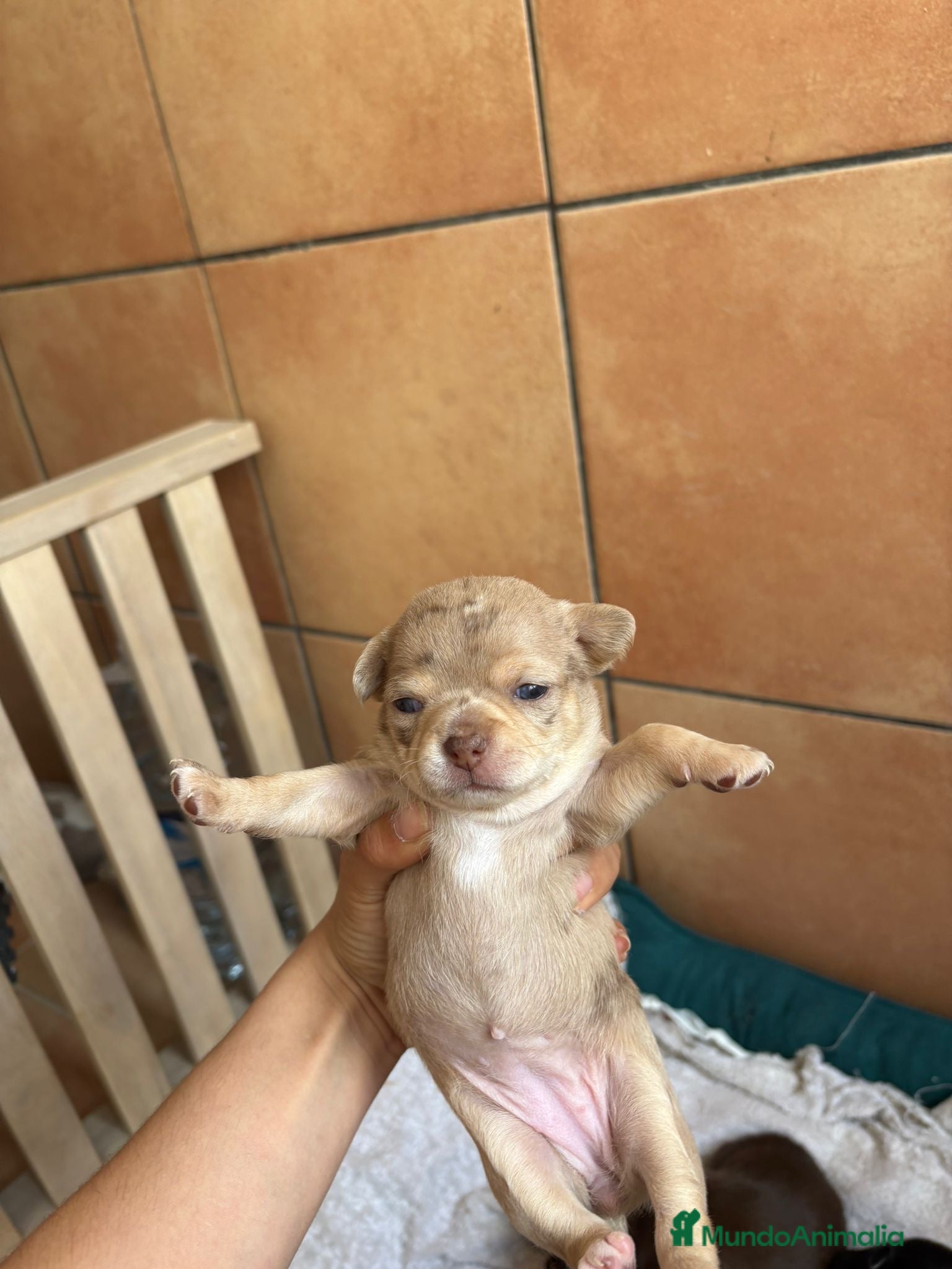 Chihuahua perros Chihuahua hembra disponible 🩷🐾 - Anuncio 1