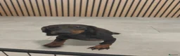 Teckel Miniatura perros en venta: Teckel Mini hembra disponible  - Anuncio 6