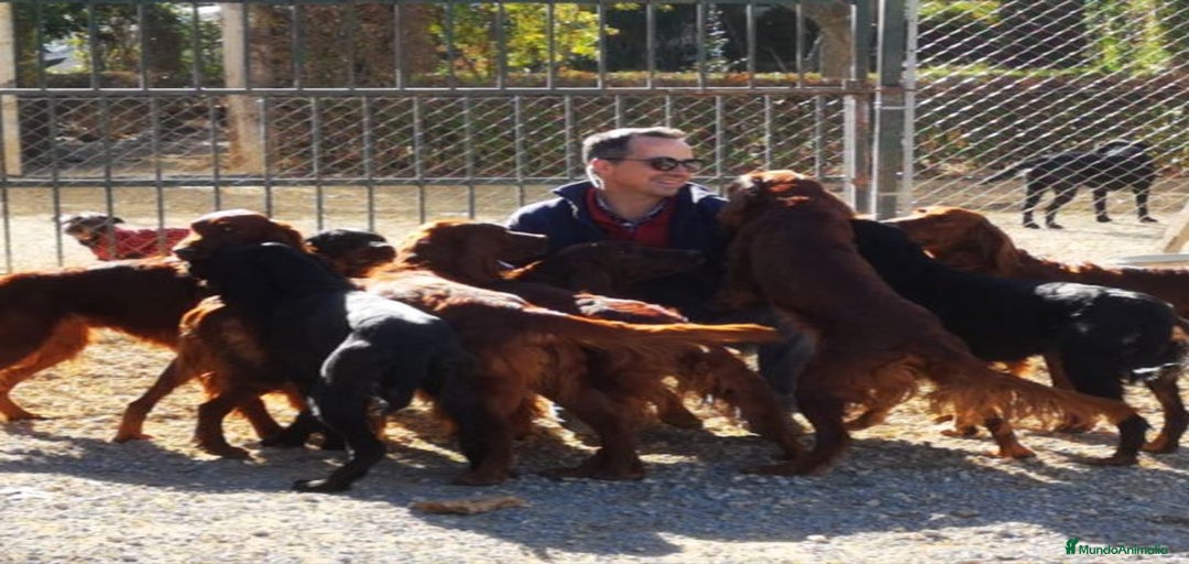 Imagen de galería {{count}}