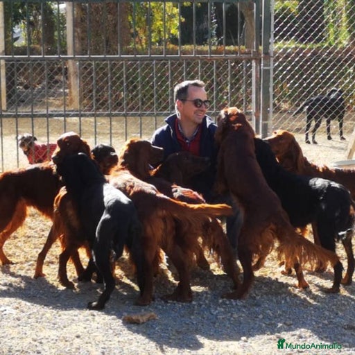 Imagen de galería {{count}}