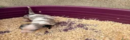 Teckel Miniatura perros en venta: Teckel miniatura - Anuncio 4
