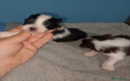 Bichón Maltés perros en venta: Maltipom machos  - Imagen 8