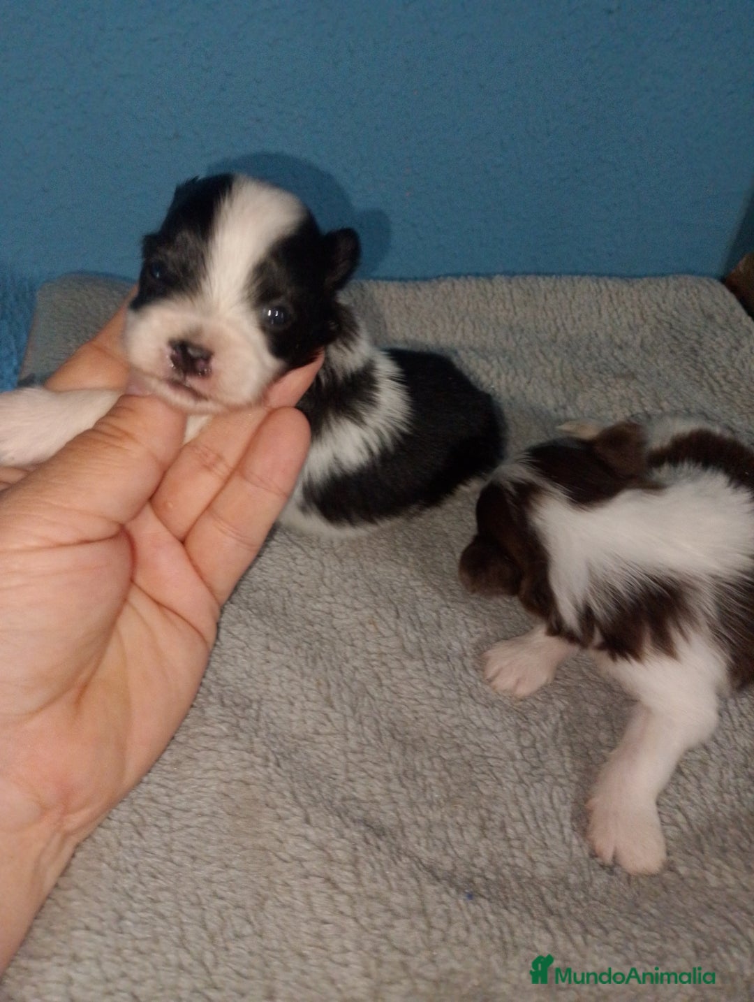 Bichón Maltés perros en venta: Maltipom machos  - Imagen 8