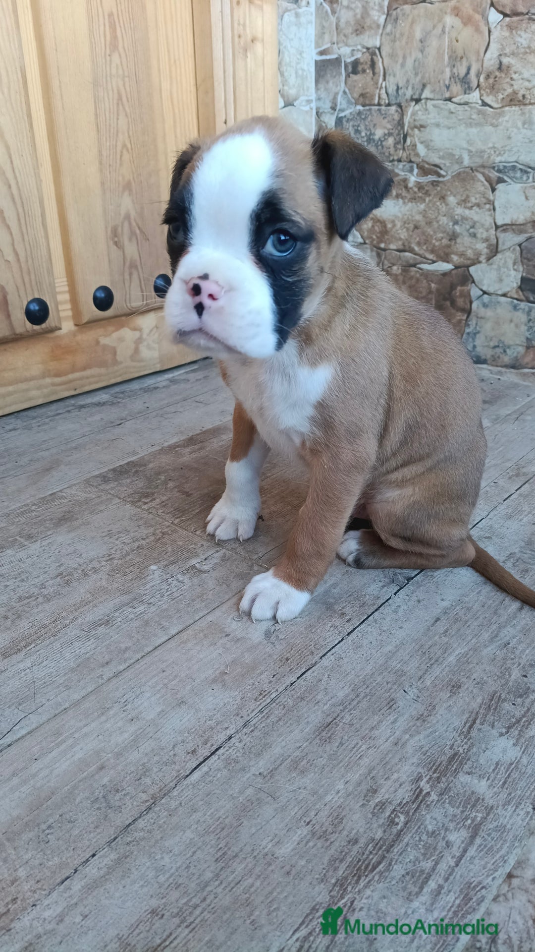 Boxer perros en venta: Bóxer  - Anuncio 3
