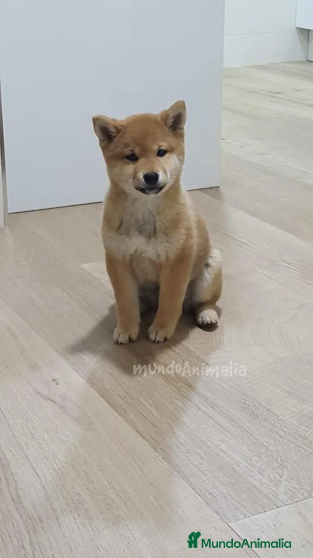 Imagen de galería {{count}}