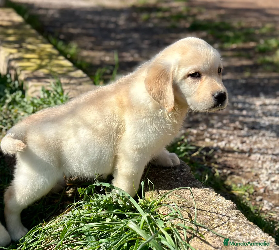 Labrador Retriever perros en venta: LABRADOR AMARILLO DISPONIBLES! en Barcelona - Anuncio 3