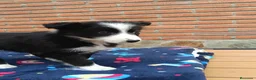 Border Collie perros en venta: Border collie.  - Anuncio 4
