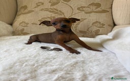 Pinscher Miniatura perros en venta: Pinscher Miniatura cachorros de ensueño - Imagen 25