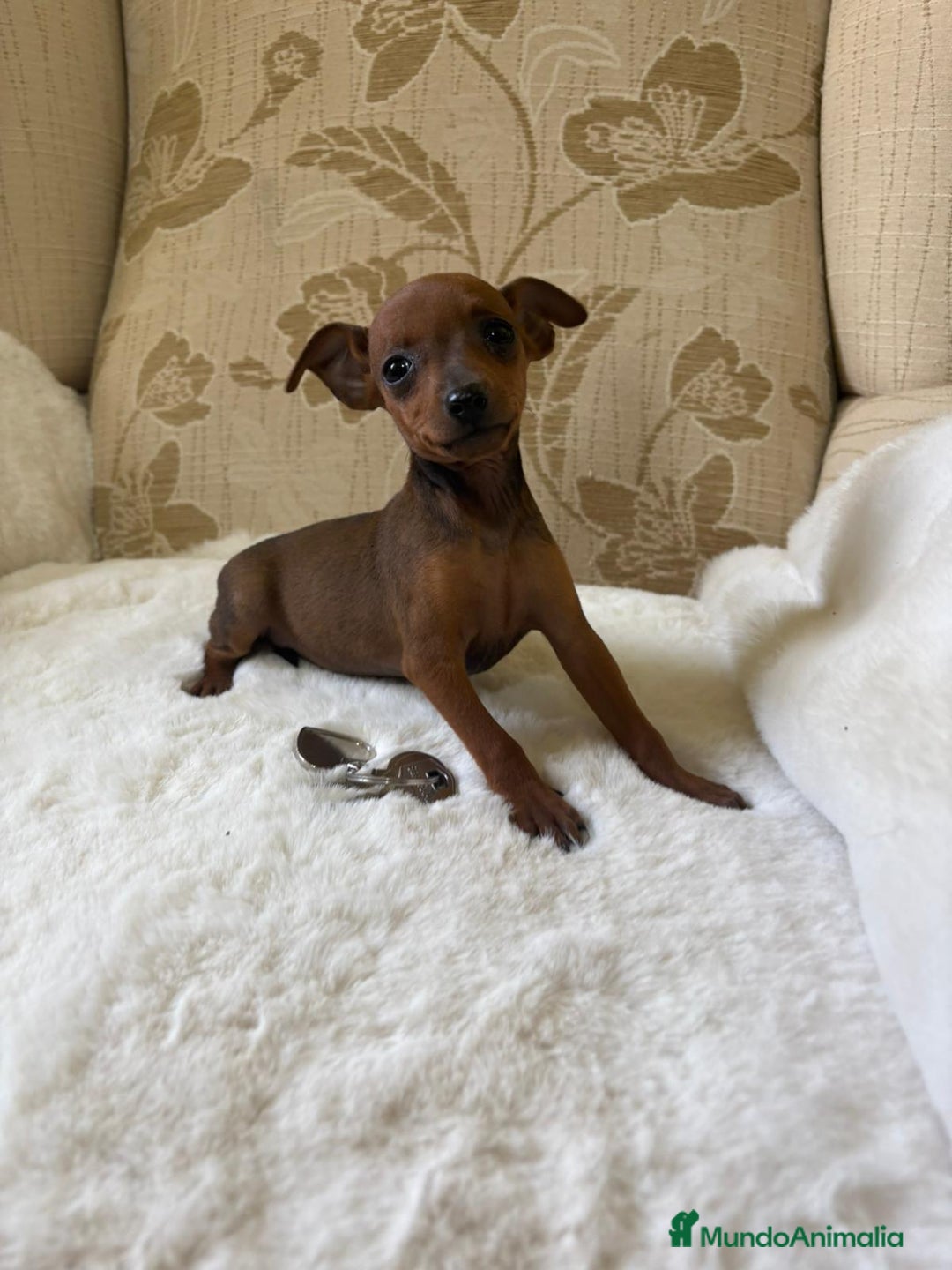 Pinscher Miniatura perros en venta: Pinscher Miniatura cachorros de ensueño - Imagen 25