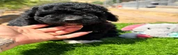 Perro de Agua Español perros en venta: Perro de agua español  - Anuncio 5