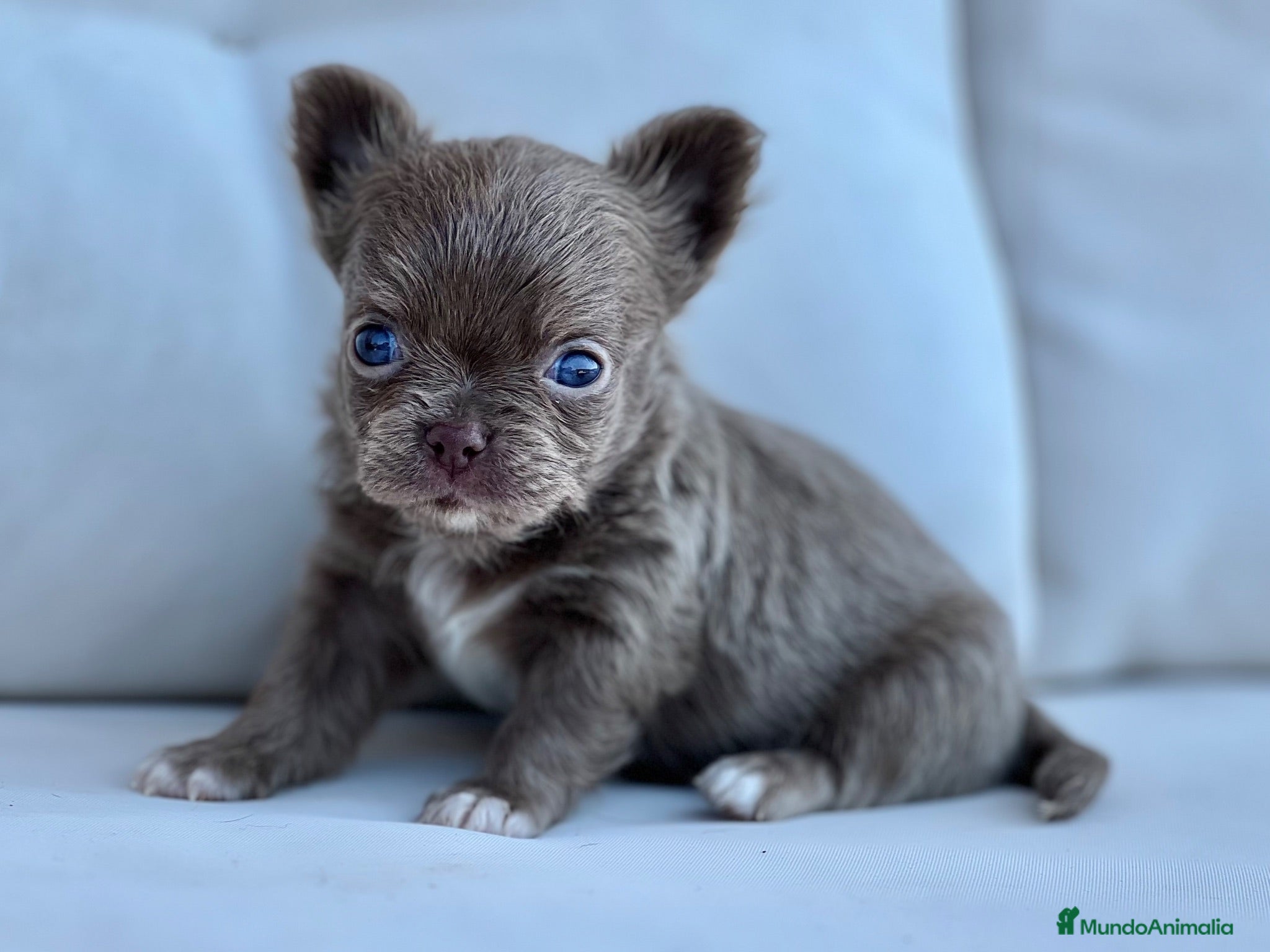 Chihuahua perros PRECIOSO MACHITO BLUE Y BLANCO PELO LARGO  - Anuncio 7
