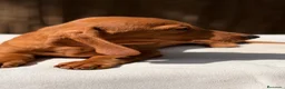 Teckel Miniatura perros en venta: TECKEL KANICHEN CHOCOLATE - Anuncio 3