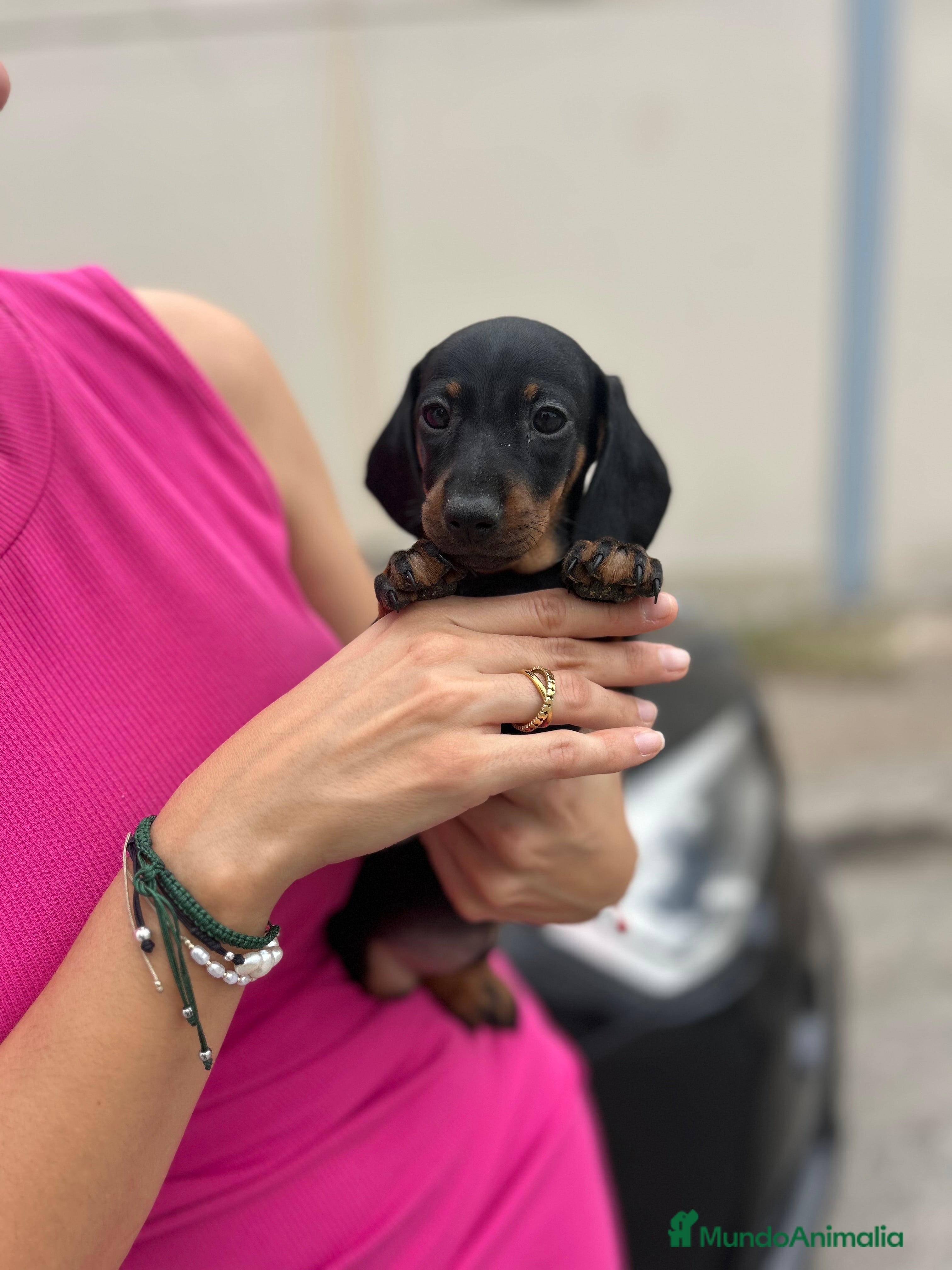 Teckel Miniatura perros teckel mini  - Anuncio 1