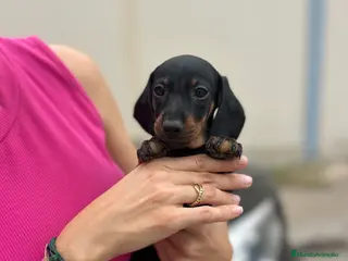 Teckel Miniatura perros teckel mini - Anuncio 1