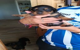 Teckel perros en venta: Macho de teke kaninchen  - Imagen 4