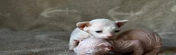 Sphynx gatos en venta: Sphynx blancos y bicolor - Anuncio 35